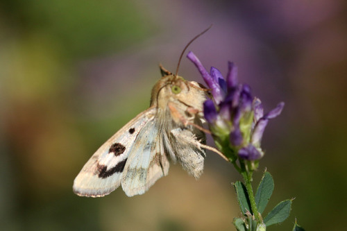 Liucerninis Saulinukas nuotrauka