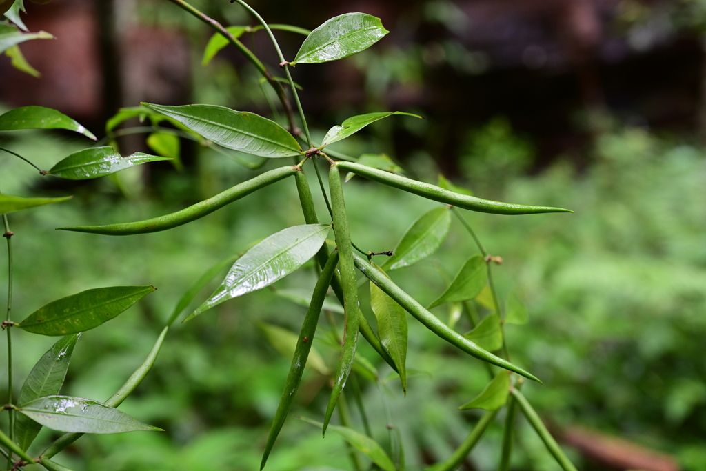 Periploca calophylla (Periploca calophylla)