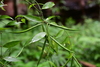 Periploca calophylla - Photo (c) 江国彬, some rights reserved (CC BY-NC), uploaded by 江国彬