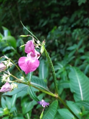 Impatiens glandulifera