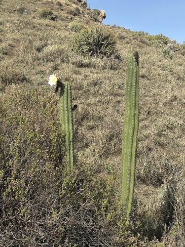 Foto de Cacto San Pedro