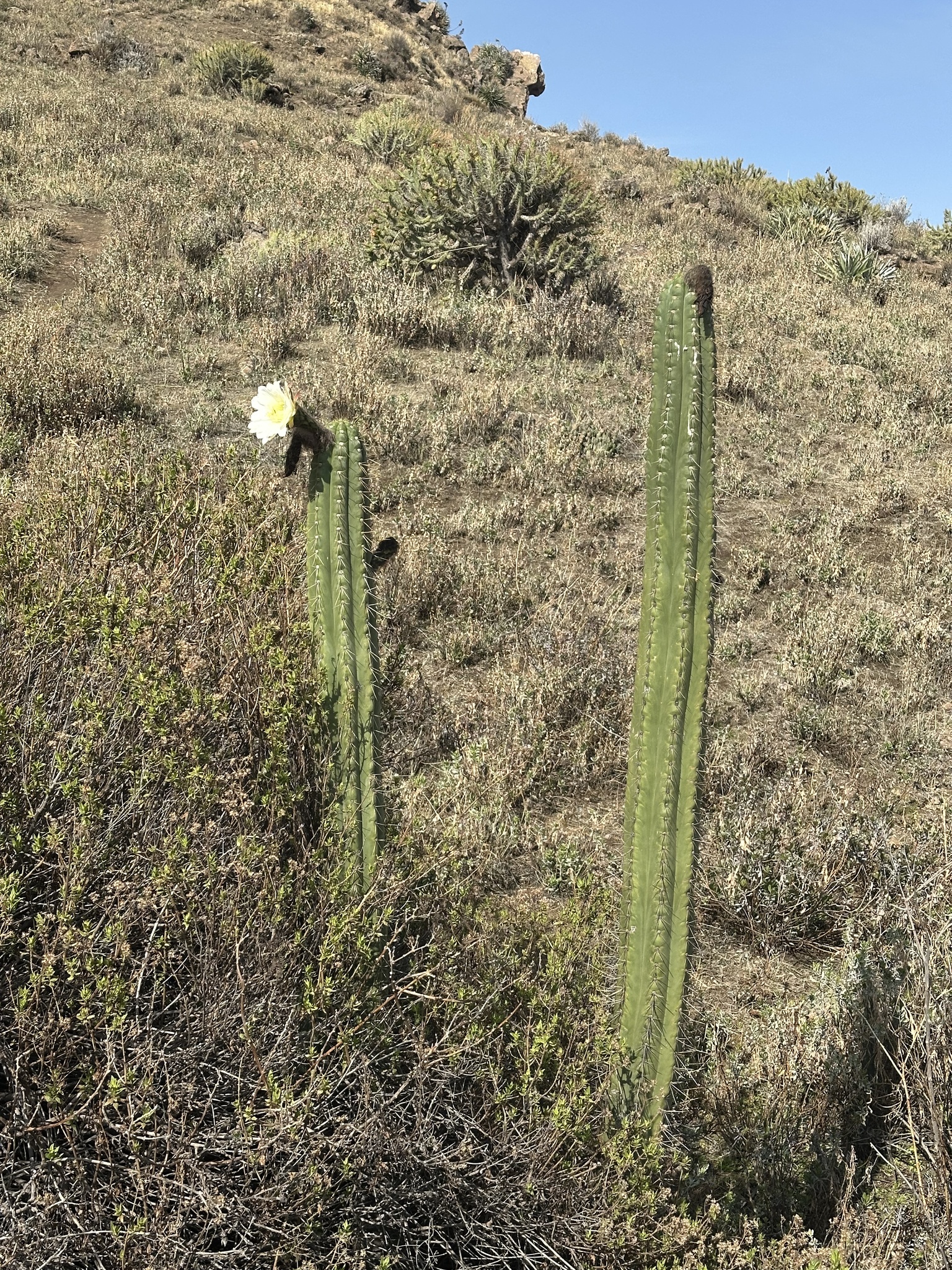 Imagem de Cacto San Pedro