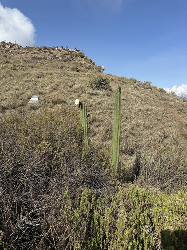 Foto de Cacto San Pedro