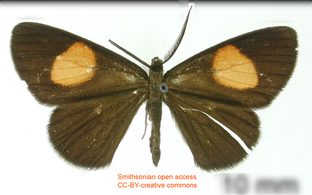 Sangalopsis incaudata