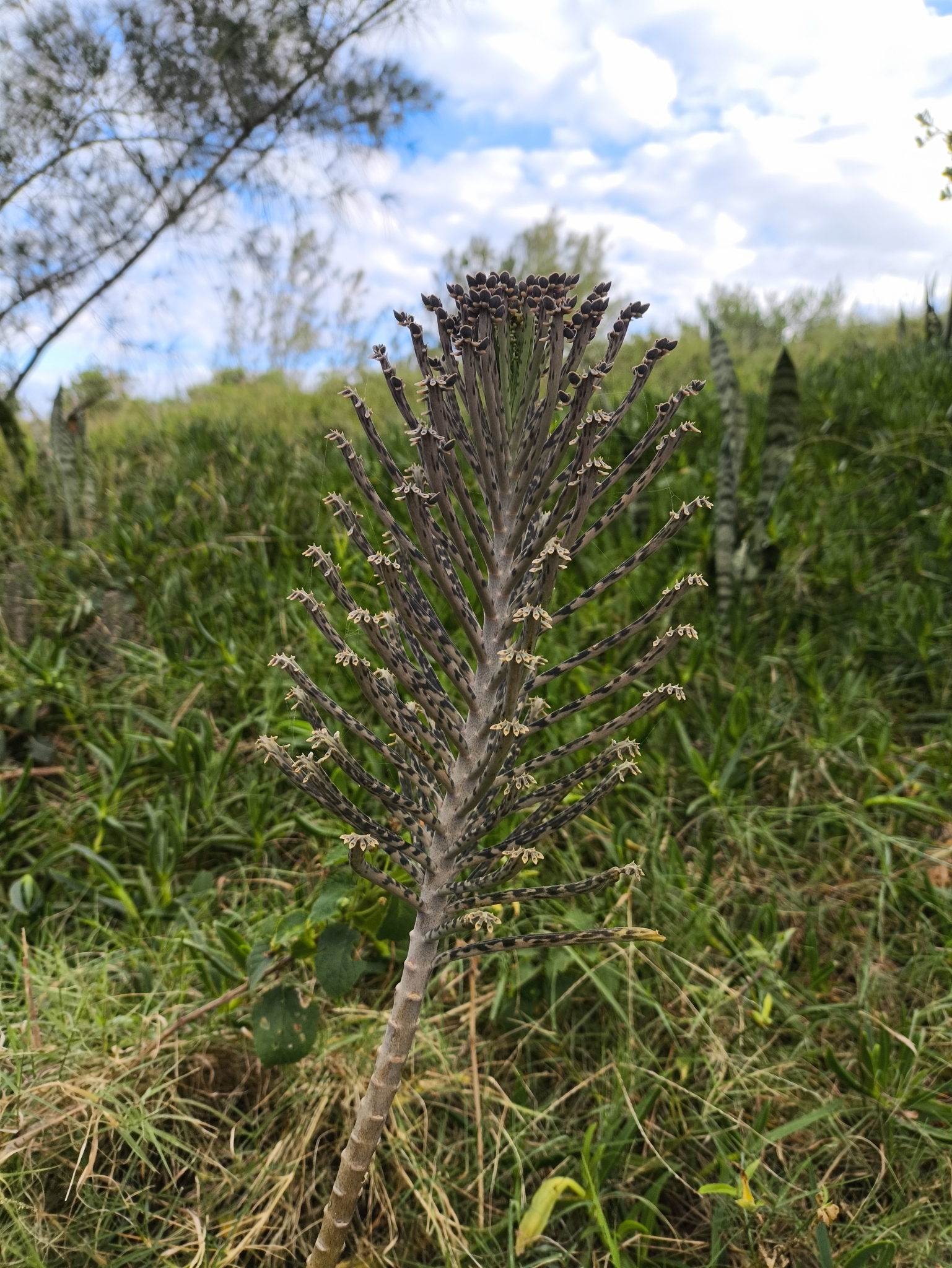 Imagem de Flor da fortuna