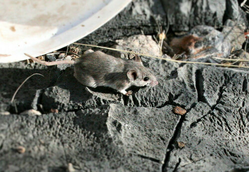 Shortridge's rock mouse (Petromyscus shortridgei) — Least Concern Mammalia