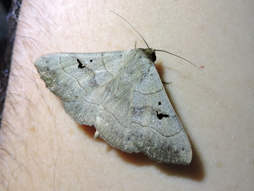 Brown Panopoda
