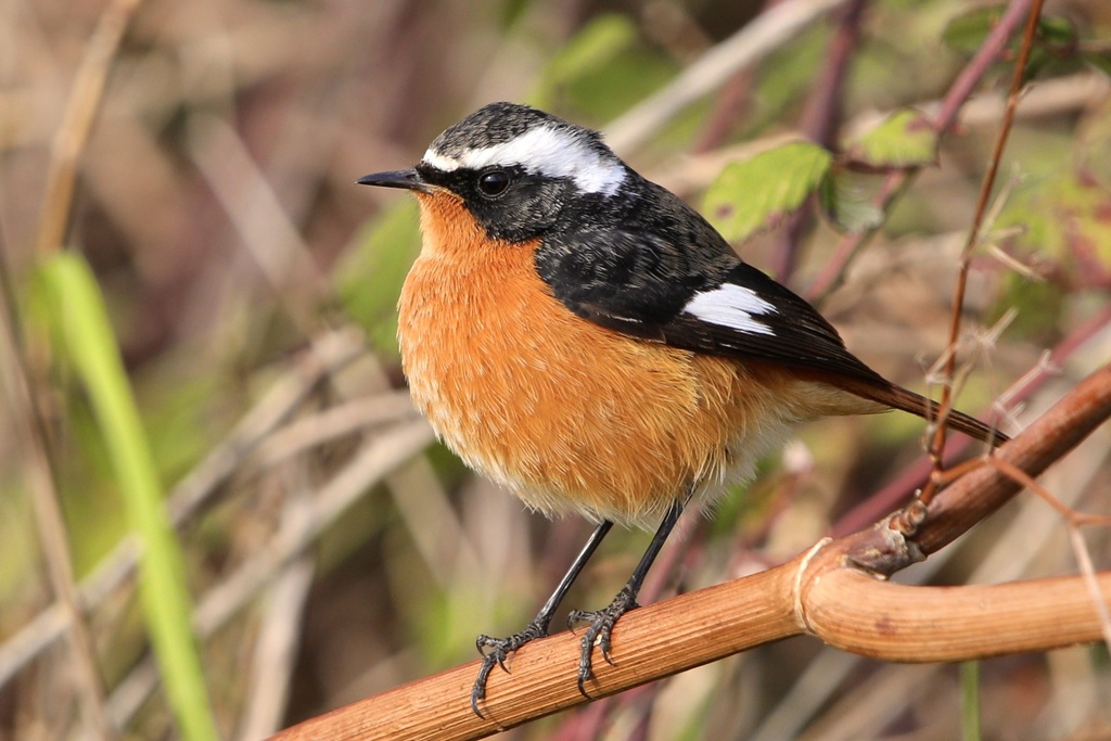 Moussier's Redstart (Phoenicurus moussieri) photo