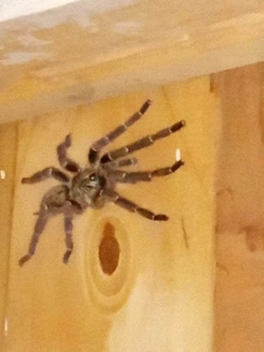 Usambara Baboon Tarantula