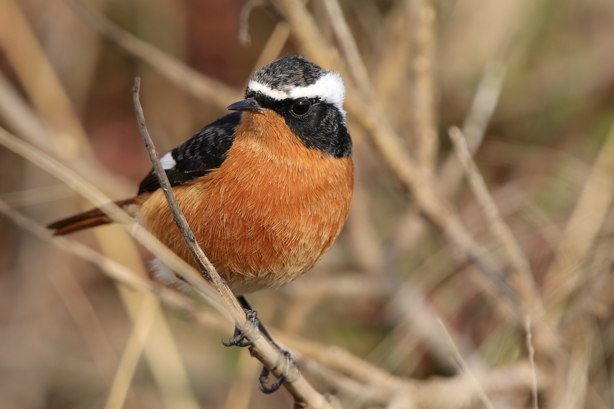 Moussier's Redstart illustration