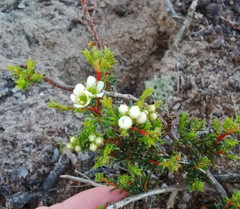 Diosma aspalathoides