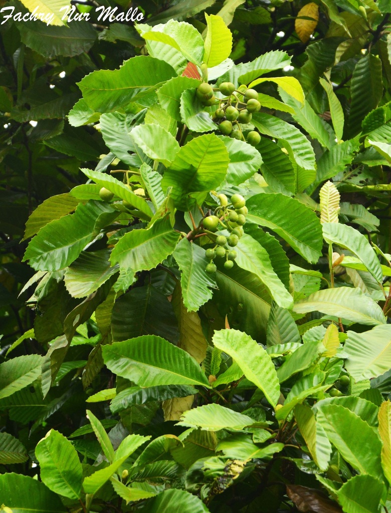 Dillenia celebica