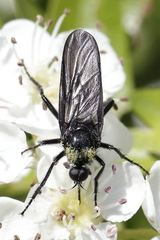 Empis pennipes