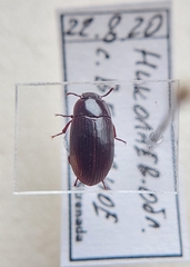 Cascudinho (Alphitobius diaperinus)