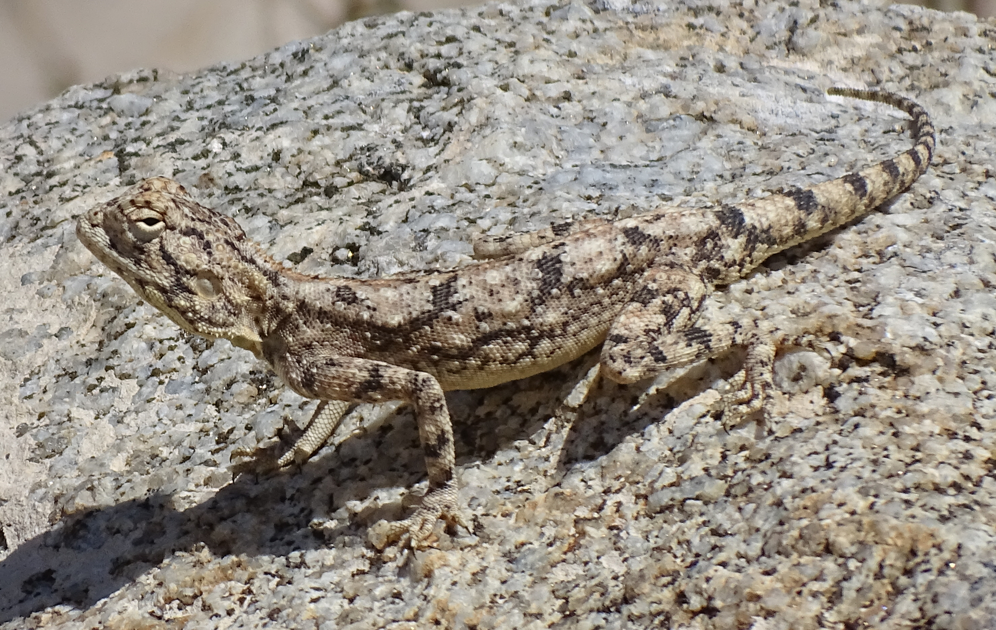 Agama anchietae Bocage, 1896
