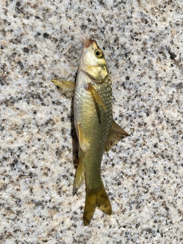 Arabian himri (Carasobarbus apoensis) — Cyprinidae — 3