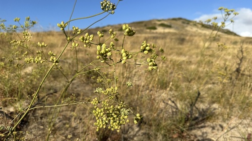 Swartland Gli (Glia decidua)