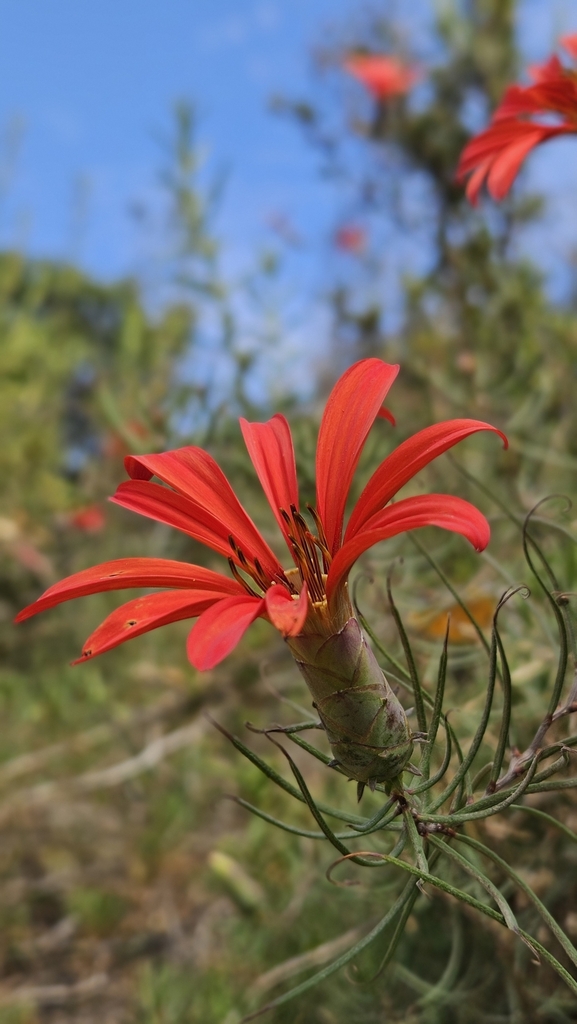 Mutisia subulata