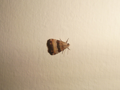 Pseudozarba bipartita