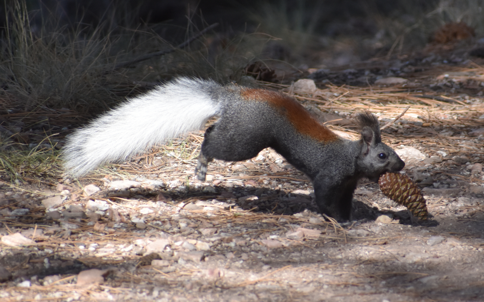 Kaibab Squirrel (Subspecies Sciurus aberti kaibabensis