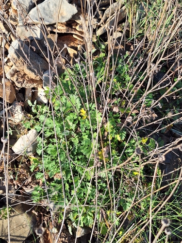 Image of Tanacetum cinerariifolium by (c) Flora_DUMO, some rights reserved (CC BY)