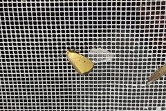 Marimatha nigrofimbria