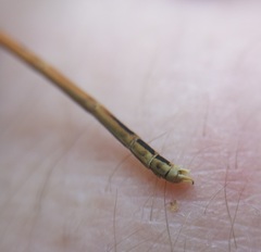 Platycnemis acutipennis