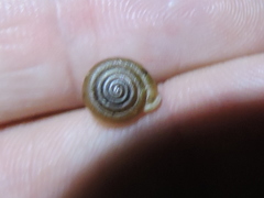Polygyrinae