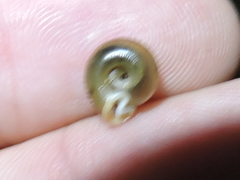 Polygyrinae