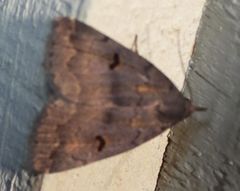 Phalaenostola hanhami