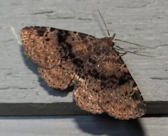 Metalectra quadrisignata