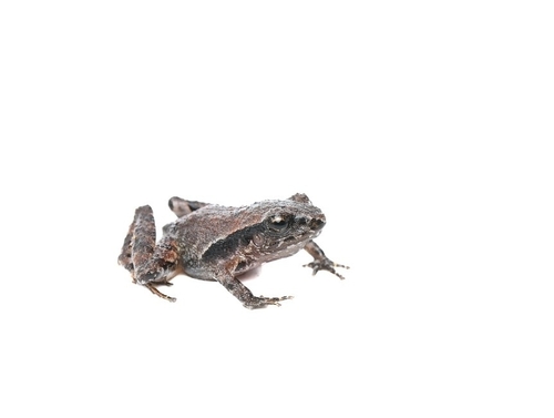 Craugastor rubinus