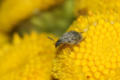 Acanthoscelides pallidipennis