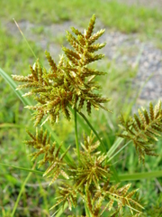 Cyperus microiria