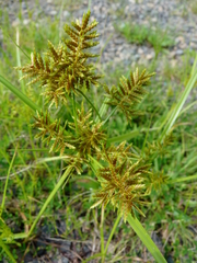 Cyperus microiria