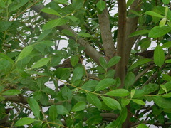 Passer domesticus