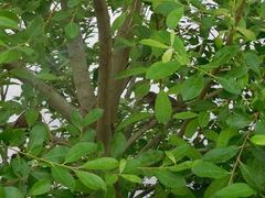 Passer domesticus