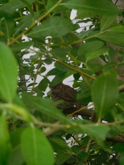 Passer domesticus
