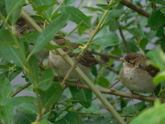 Passer domesticus