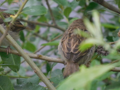 Passer domesticus