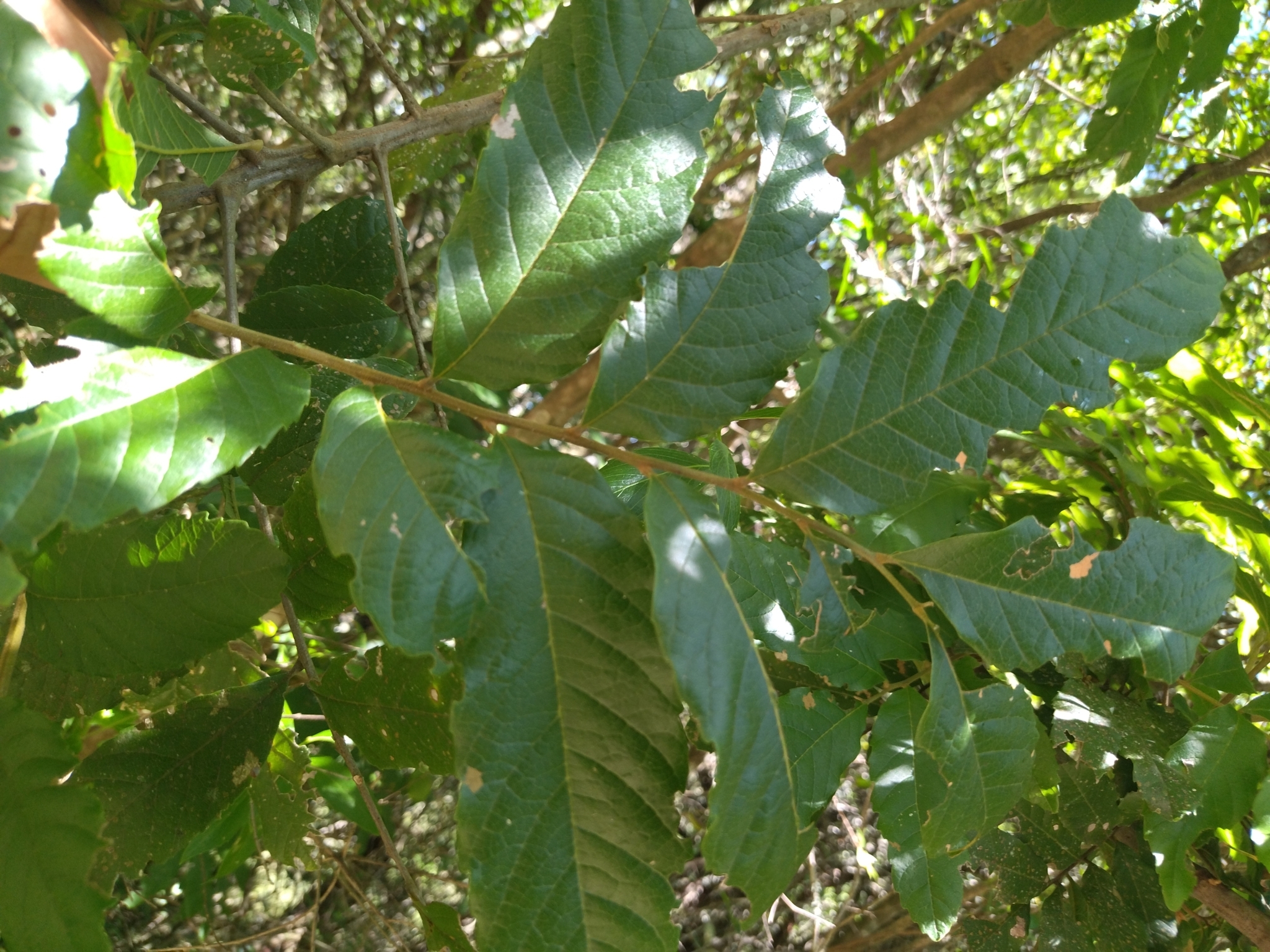 Imagem de Guarucaia