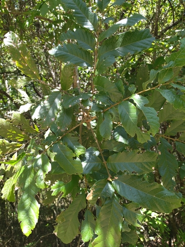 Guarucaia