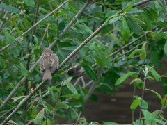 Passer domesticus