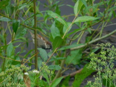 Passer domesticus