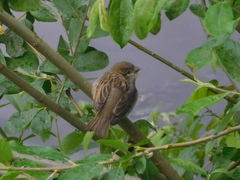 Passer domesticus