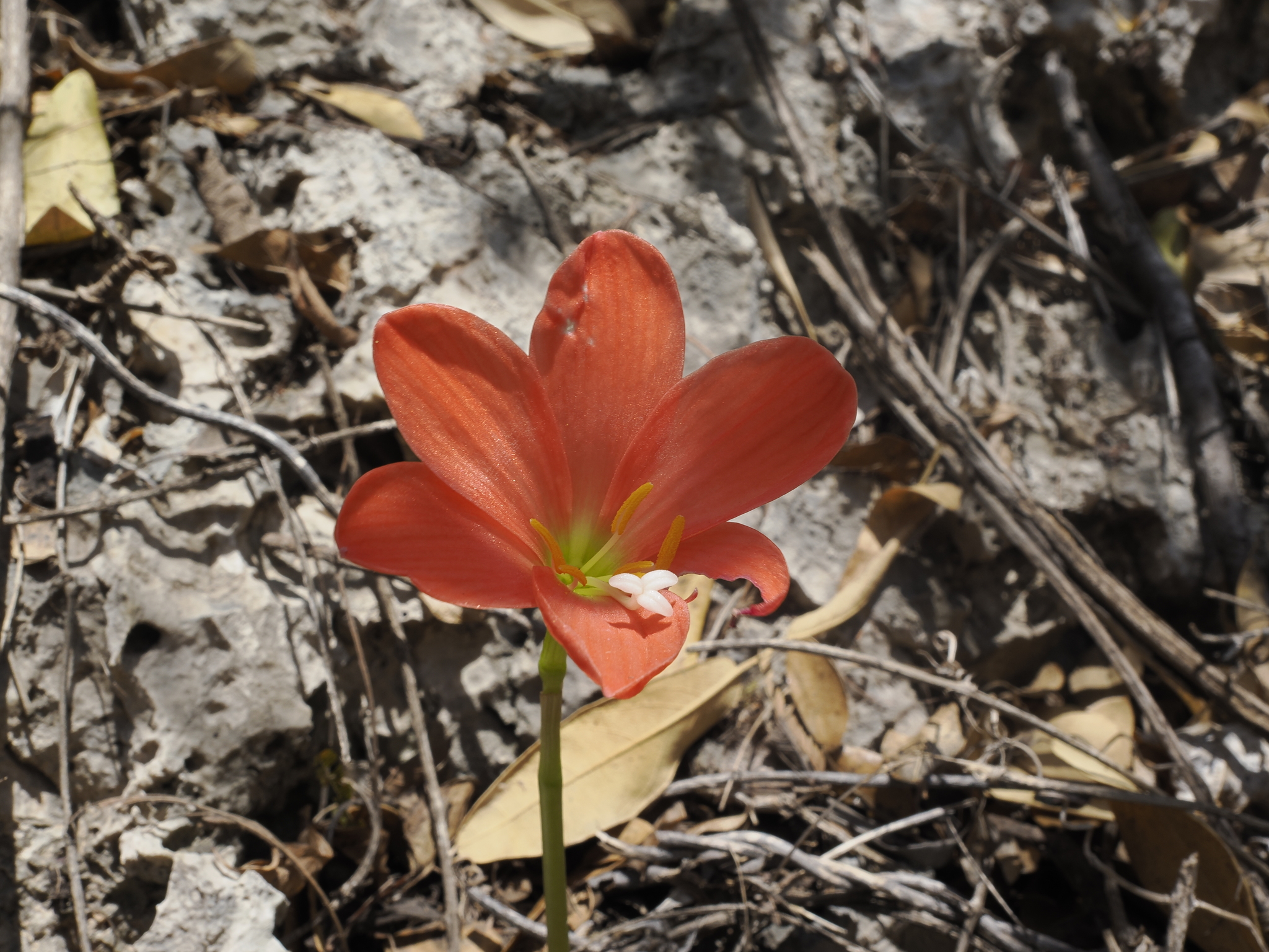 Rain lily