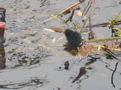 Gallinula chloropus