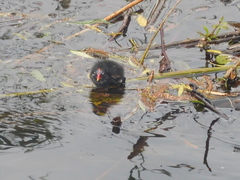 Gallinula chloropus