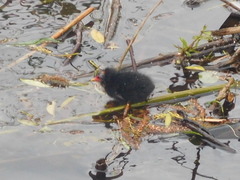 Gallinula chloropus