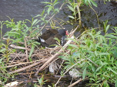 Gallinula chloropus